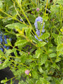 Amerikaanse sering - Ceanothus 'concha'