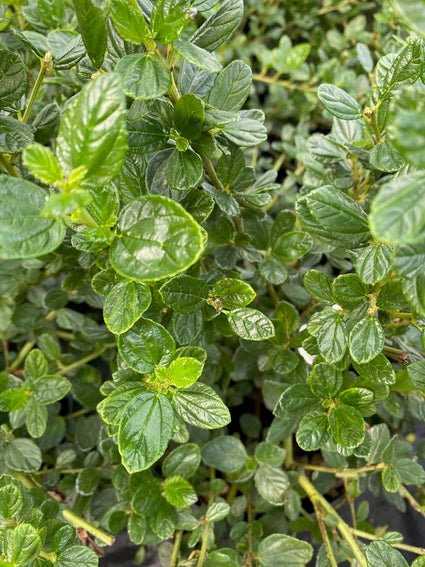 Amerikaanse sering - Ceanothus griseus 'Yankee Point'