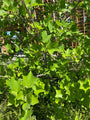 Detail Amerikaanse tulpenboom - Liriodendron tulipifera