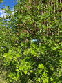 Amerikaanse tulpenboom - Liriodendron tulipifera