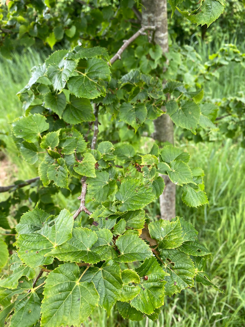 Blad Amoerlinde - Tilia amurensis