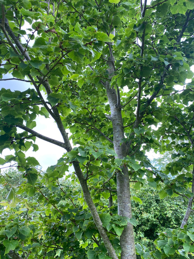 Amoerlinde - Tilia amurensis