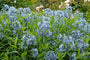 Amsonia orientalis (Rhazya orientalis) - Blauwe bloemen