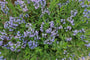 Biologisch Blauwe ster - Amsonia 'Blue Ice' 