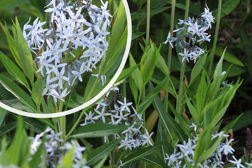 Blauwe ster - Amsonia tabernaemontana var. Salicifolia