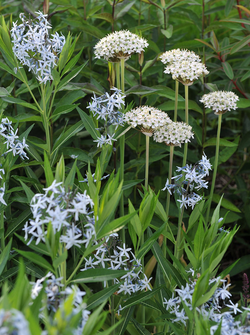 Amsonia tabernaemontana var. Salicifolia