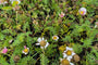 Anacyclus pyrethrum var. depressus