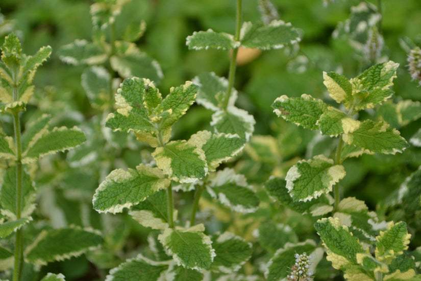 Ananas munt - Mentha suaveolens 'Ananas'