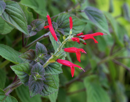 Ananassalie - Salvia Elegans bloemen