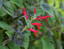 Ananassalie - Salvia Elegans bloemen