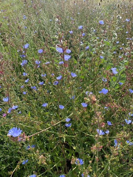 Andijvie - Cichorium endivia