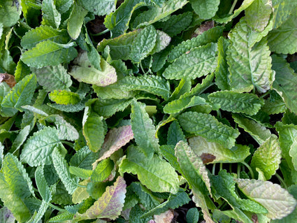 Andoorn - Stachys monieri 'Hummelo'