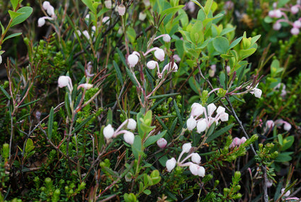 Lavendelhei - Andromeda polifolia 'Alba'