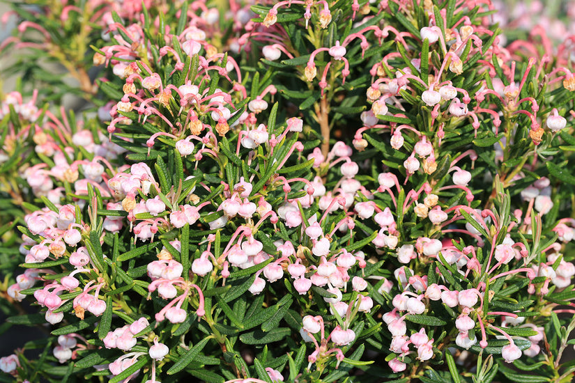 Lavendelheide - Andromeda polifolia 'Blue Ice'