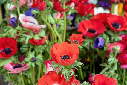 Anemone - Anemone coronaria