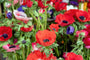 Anemone - Anemone coronaria