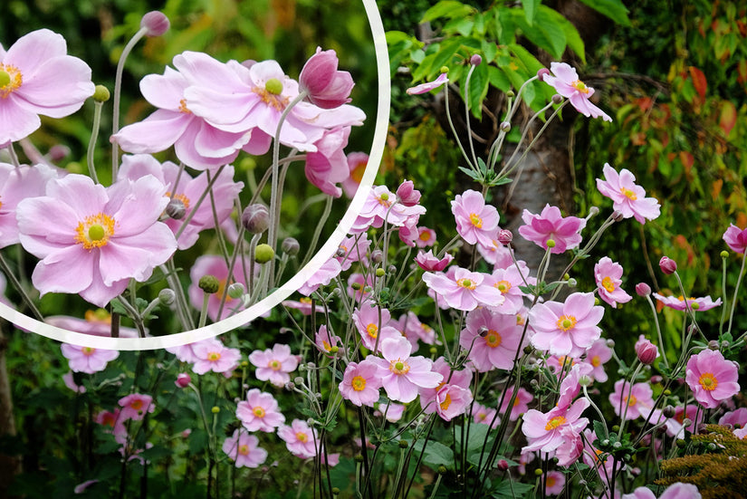 Herfstanemoon - Anemone × hybrida 'Elegans'