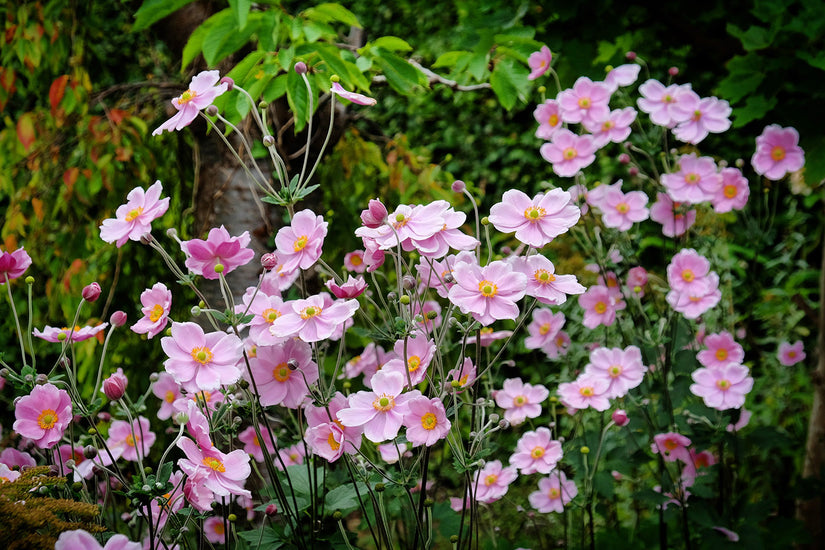 Anemone × hybrida 'Elegans'