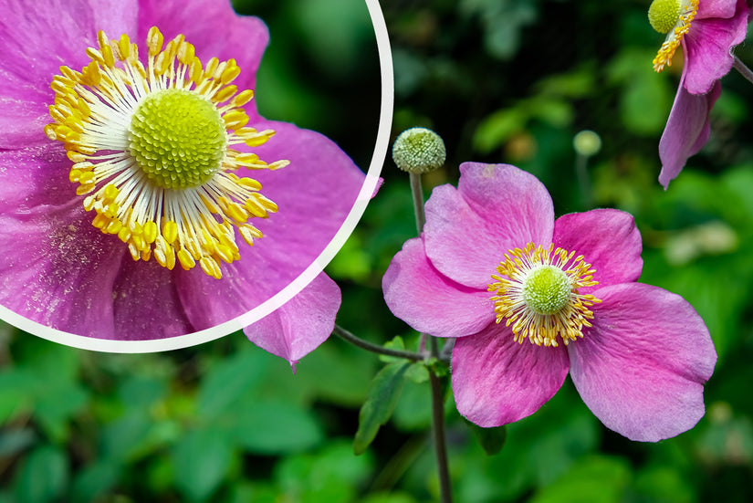 Anemone x hybrida 'Hadspen Abundance'