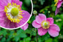 Anemone x hybrida 'Hadspen Abundance'