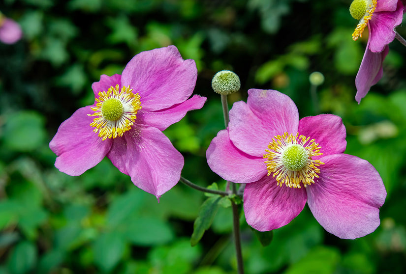 Anemone x hybrida 'Hadspen Abundance' bloeit in de nazomer