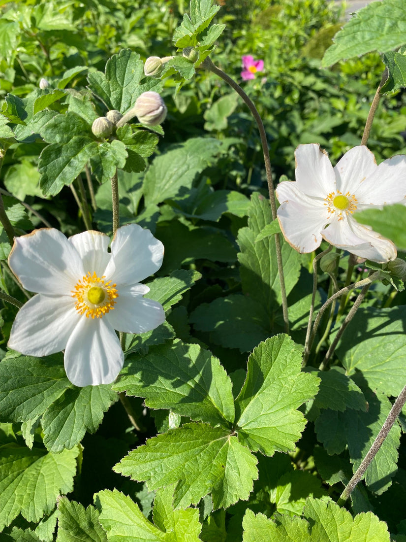 Herfstanemoon - Anemone x hybrida 'Honorine Jobert'