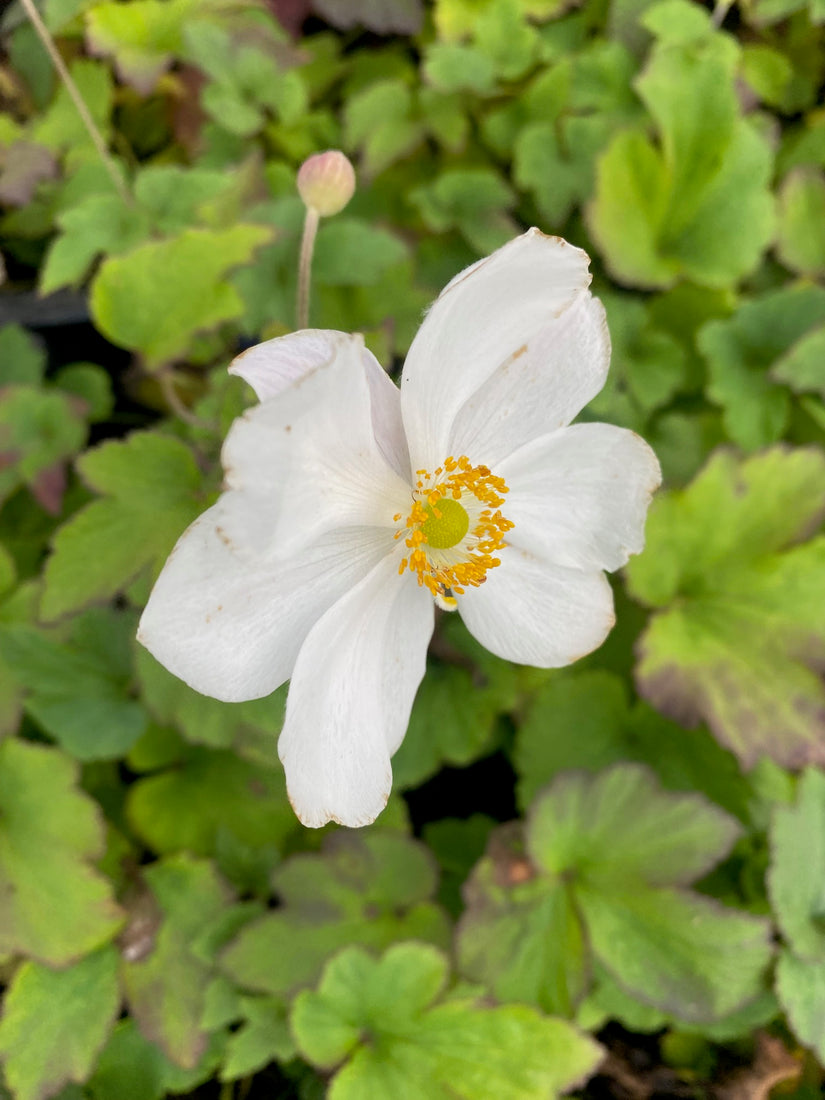 Bloem Anemone x hybrida 'Honorine Jobert'