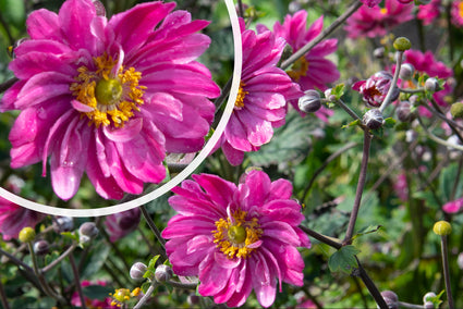 Bloei Anemone x hybrida 'Pamina'