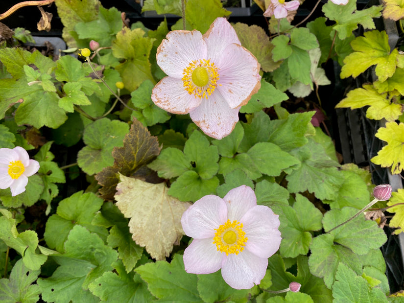 Anemone x hybrida 'Richard Ahrens' (foto November)