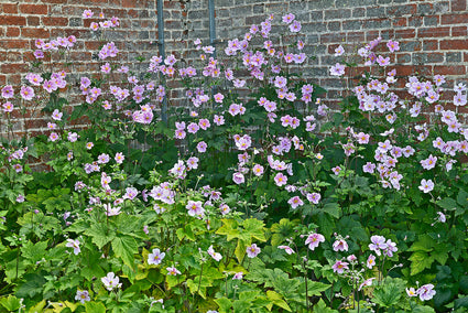 Herfstanemoon - Anemone hybrida 'Serenade' in bloei