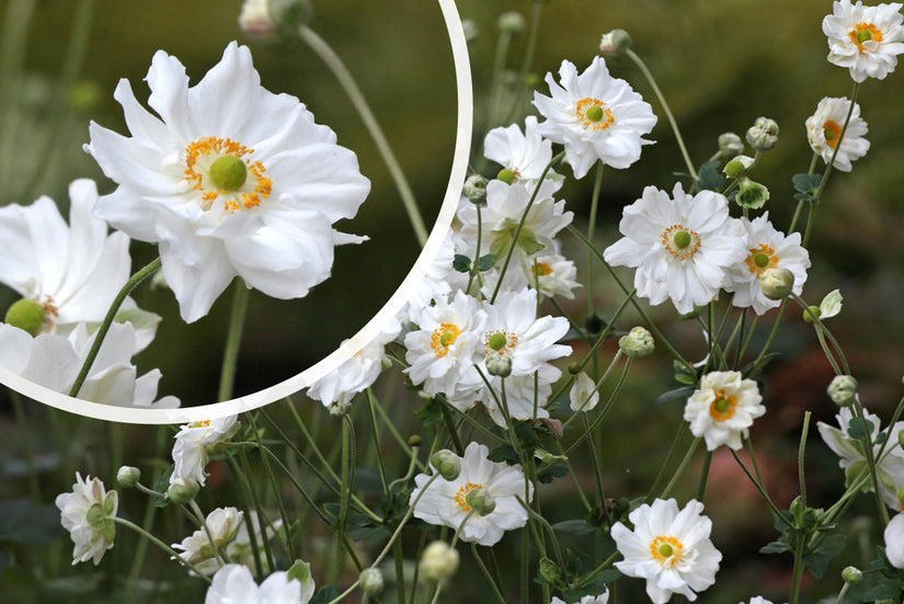 Herfstanemoon - Anemone x hybrida 'Whirlwind' - halfdubbele bloemen