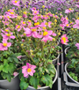 Roze tuinplanten anemone