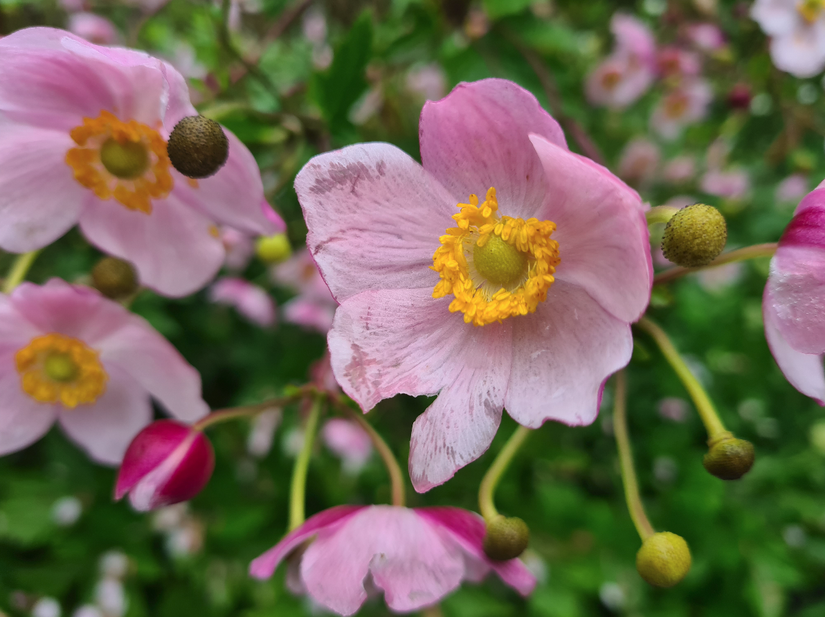 Herfstanemoon - Anemone hupehensis