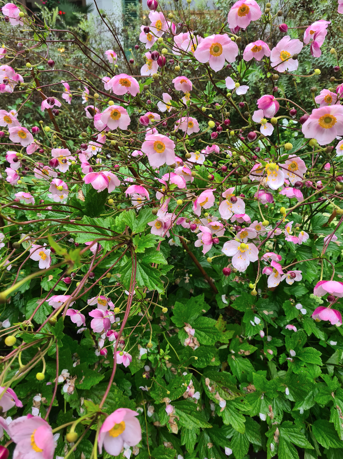 Anemoon tuinplanten borderplanten