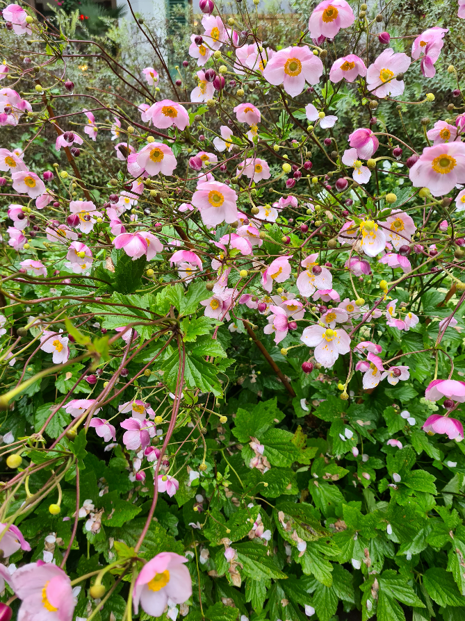 Tuinplanten anemonen borderpakket roze