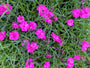 Anjer - Dianthus caryophyllus 'Pink Pom Pom'