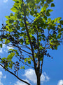 Anna Paulownaboom - Paulownia tomentosa 'Hulsdonk'