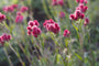 Rozenkransje - Antennaria dioica 'Rubra'