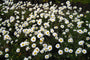 Anthemis carpatica 'Karpatenschnee'