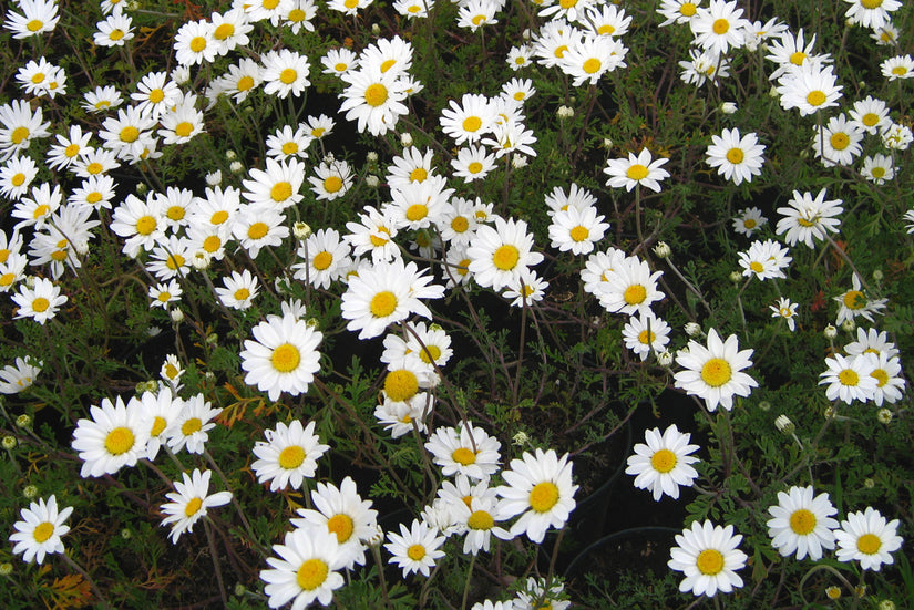 Schubkamille - Anthemis Carpatica