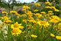 Gele kamille - Anthemis x hybrida 'Kelwayi' in bloei