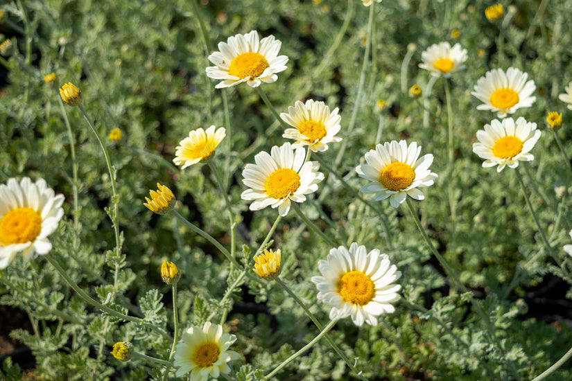 Anthemis x hybrida 'Sauce Hollandaise' in bloei