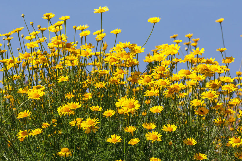 Gele kamille - Anthemis tinctoria - inheemse plant