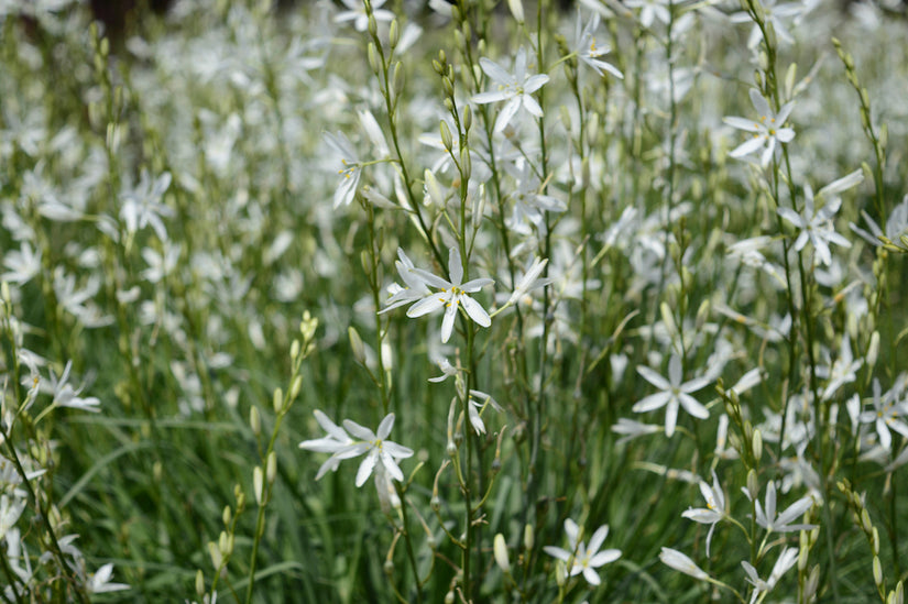 Anthericum liliago Grote graslelie in bloei