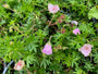 Ooievaarsbek - Geranium sanguineum 'Apfelblüte'