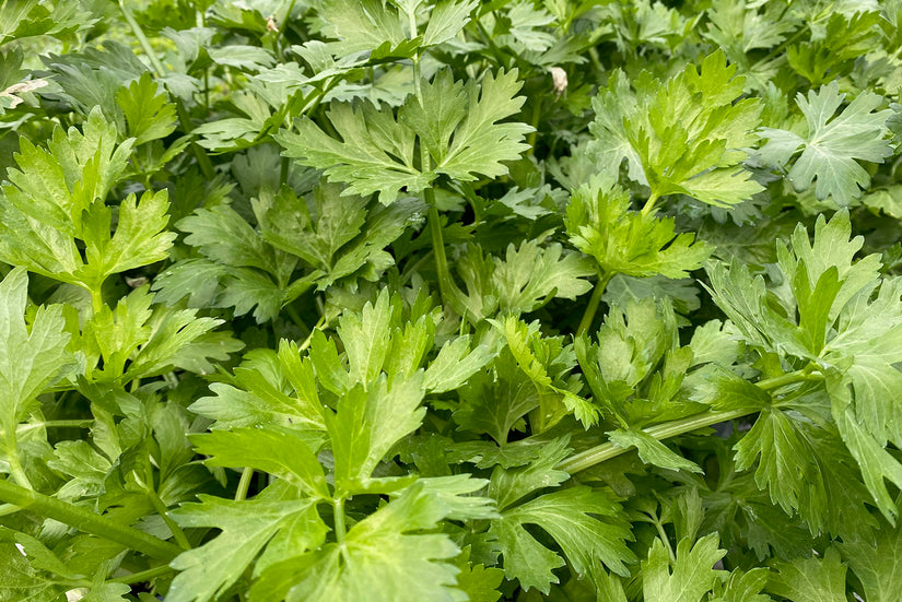 Groene selderij blad - Apium graveolens