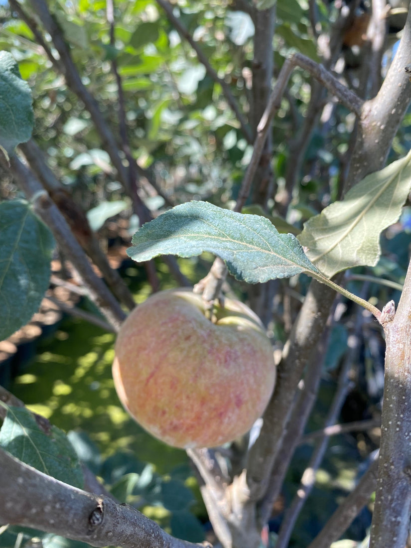 Appel Malus domestica 'Cox's Orange Pippin'