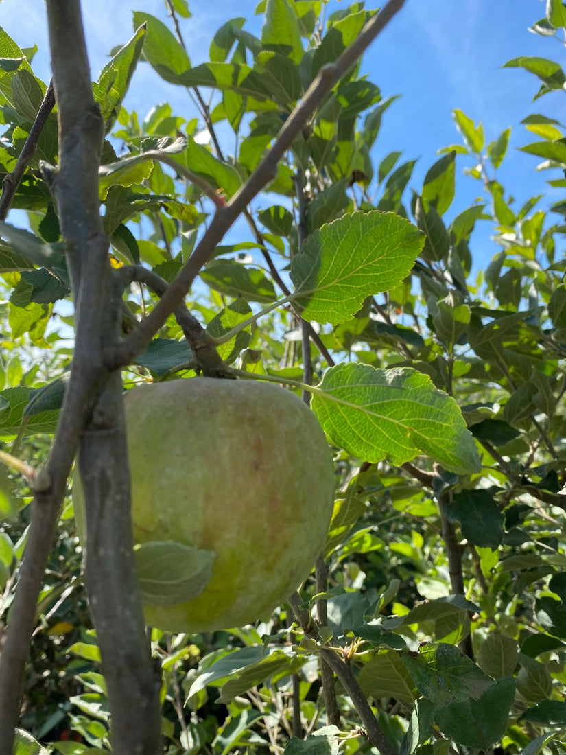 Appelboom - Malus domestica 'Cox's Orange Pippin'