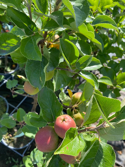 Appelboom - Malus domestica 'Croquella Delgrina'