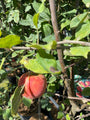 Handappel Malus domestica 'Elstar'